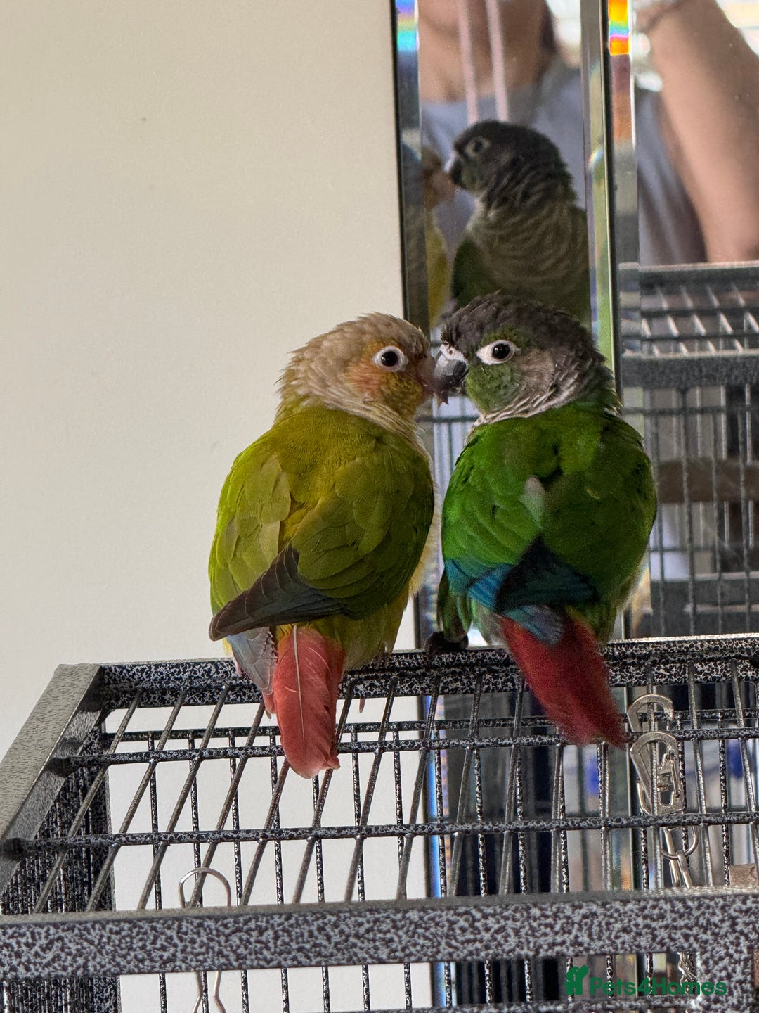 Conures birds for sale:  Pair of Green Cheek Conures – Handled & Healthy - Image 3