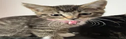 Ragcoon cats for sale: Mainecoon ragdolls  - Advert 11