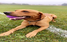 Labrador Retriever dogs for stud: Stud Dog Available – Rupert the Fox Red Labrador - Image 3