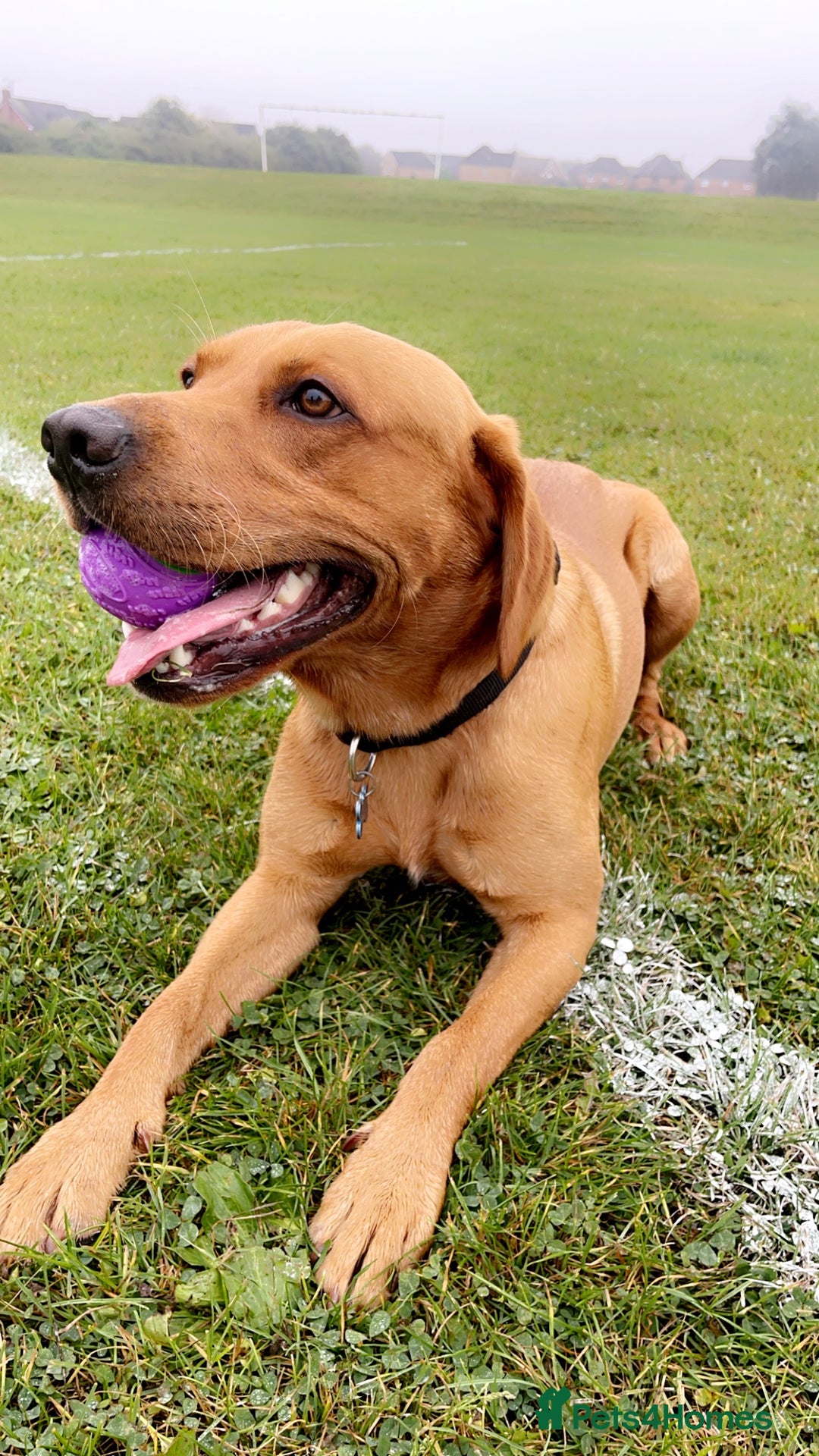 Labrador Retriever dogs for stud: Stud Dog Available – Rupert the Fox Red Labrador - Image 3