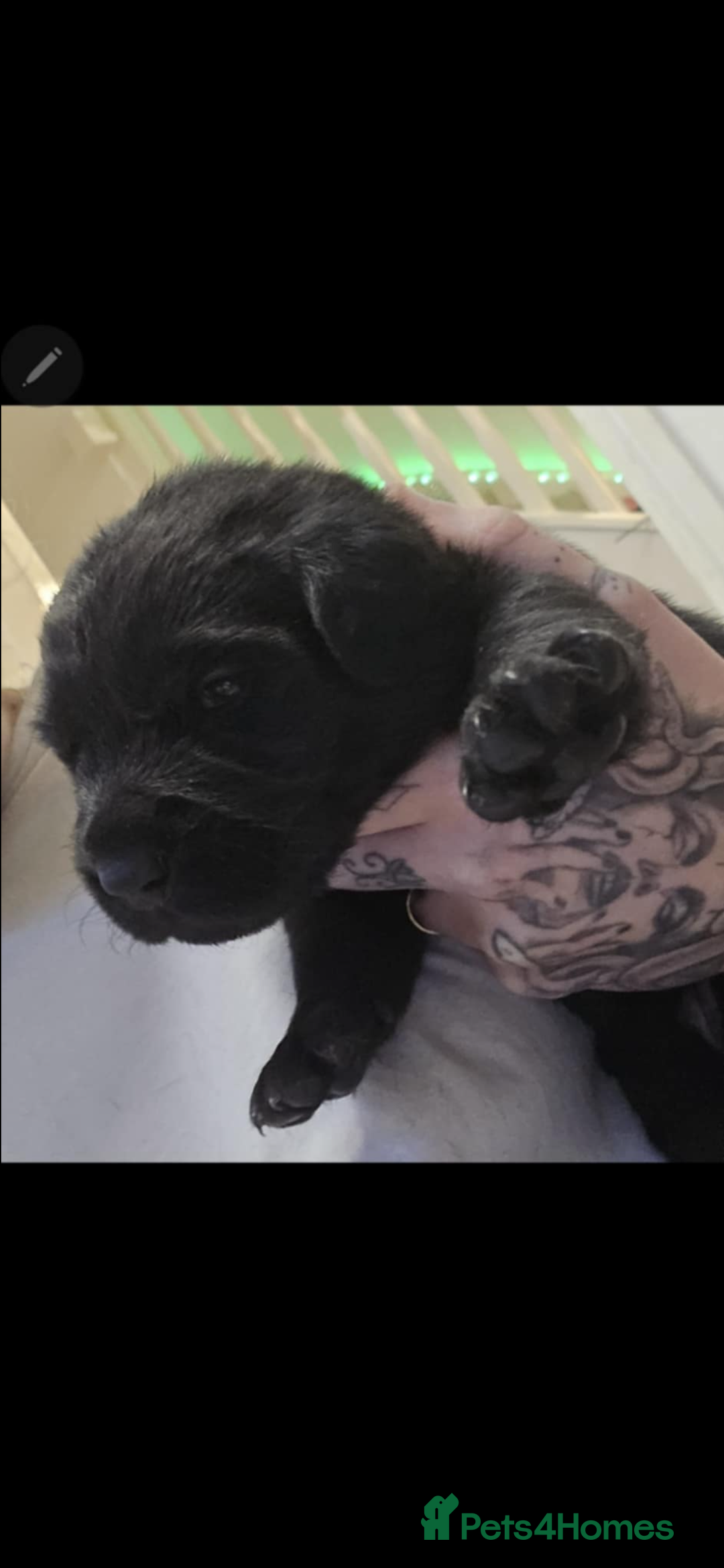 Labrador Retriever dogs for sale: 3 Beautiful Labrador Girls - Advert 5