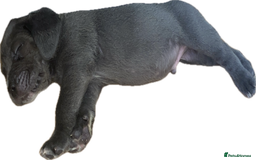 Mixed Breed dogs for sale: LAST FEMALE MISSY Cane Corso X Neapolitan Mastiffs in London - Image 7