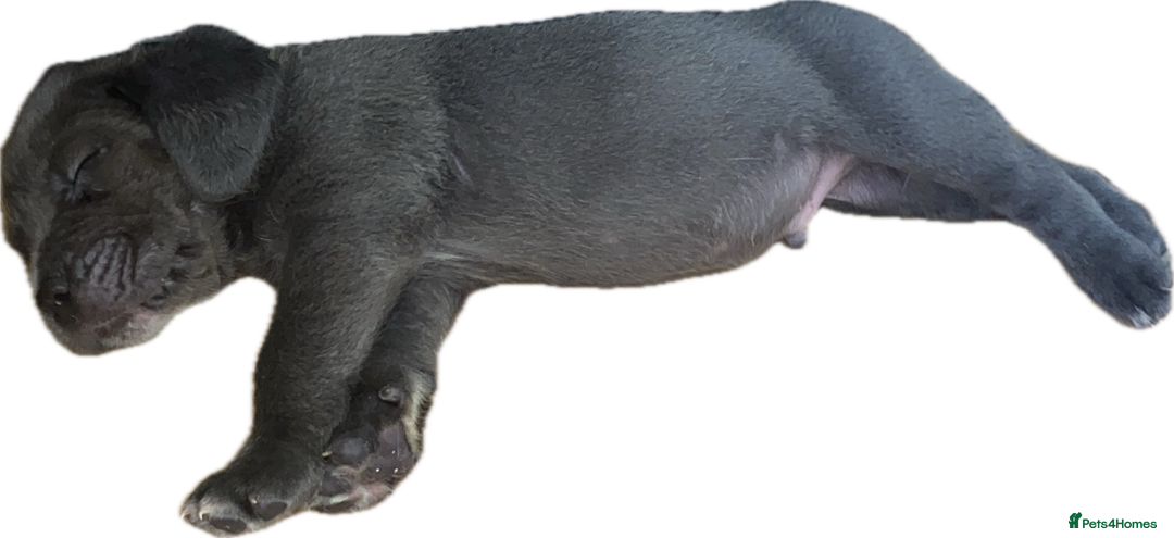 Mixed Breed dogs for sale: LAST FEMALE MISSY Cane Corso X Neapolitan Mastiffs in London - Image 7