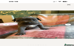 Staffordshire Bull Terrier dogs for stud: Proven KC Blue Staffy For Stud  - Image 20