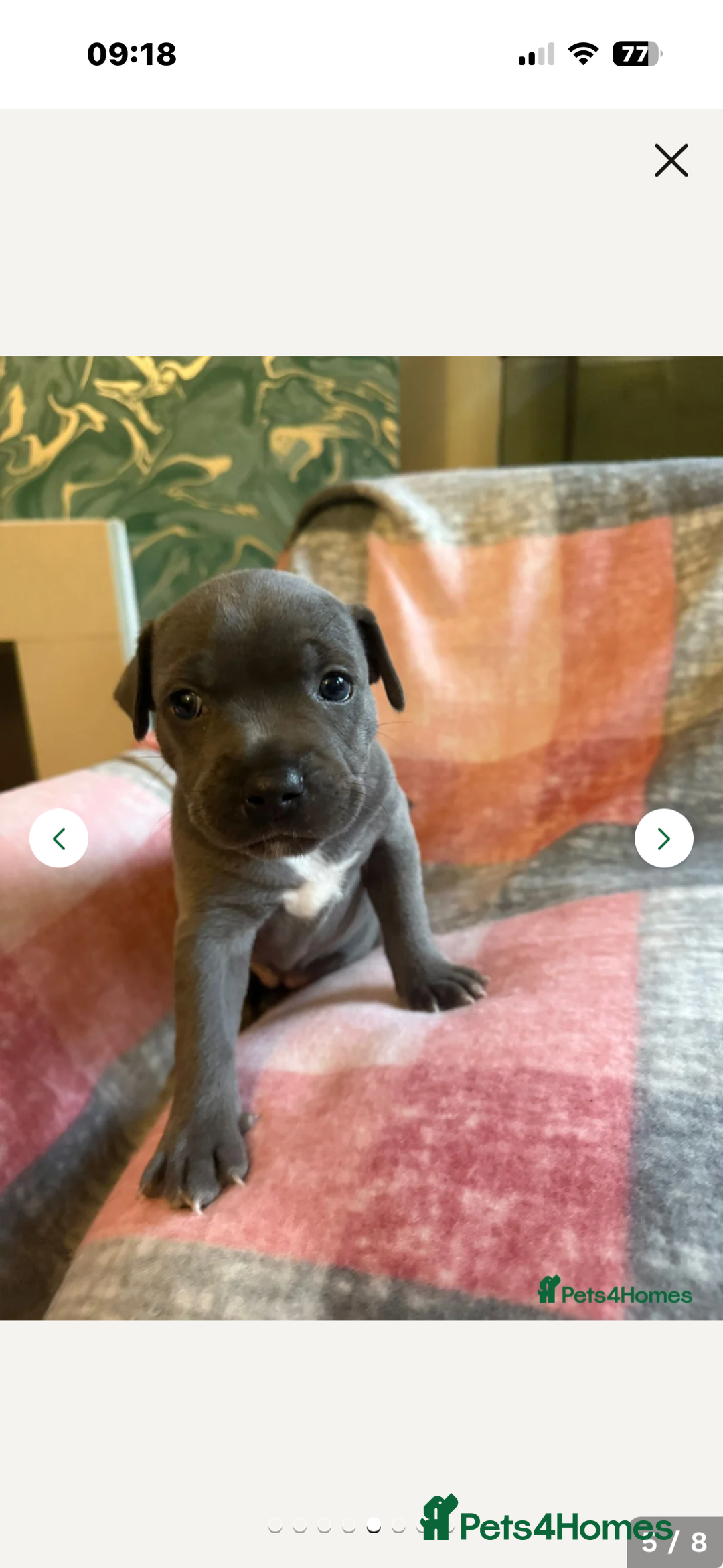 Staffordshire Bull Terrier dogs for stud: Proven KC Blue Staffy For Stud  - Image 20