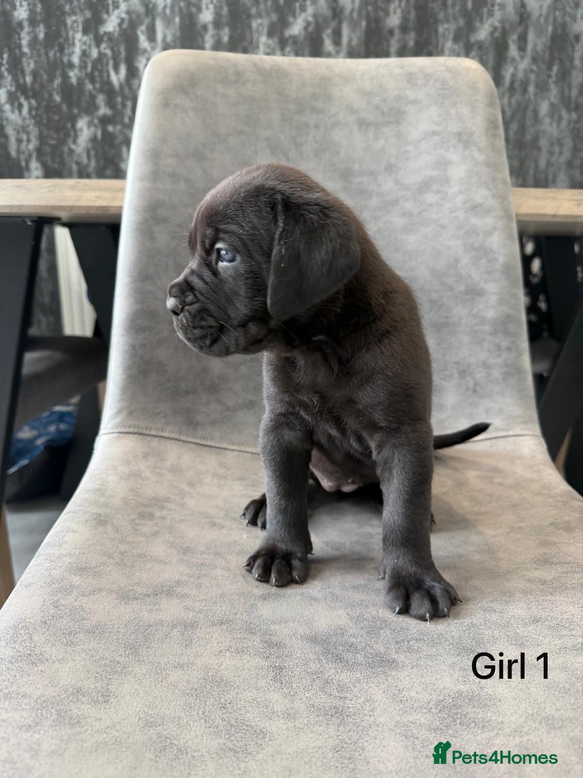 Cane Corso dogs Cane Corso puppies excellent example of the breed  - Advert 2