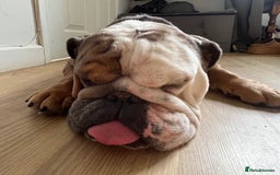 English Bulldog dogs for sale: 2 Year Old English Bulldog Ted - Image 8