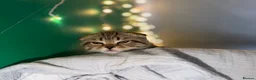 Scottish Fold cats for sale: Beautiful Scottish Fold & Straight Female Kittens - Advert 24