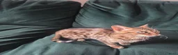 Bengal cats for sale: Female Bengal  - Advert 14