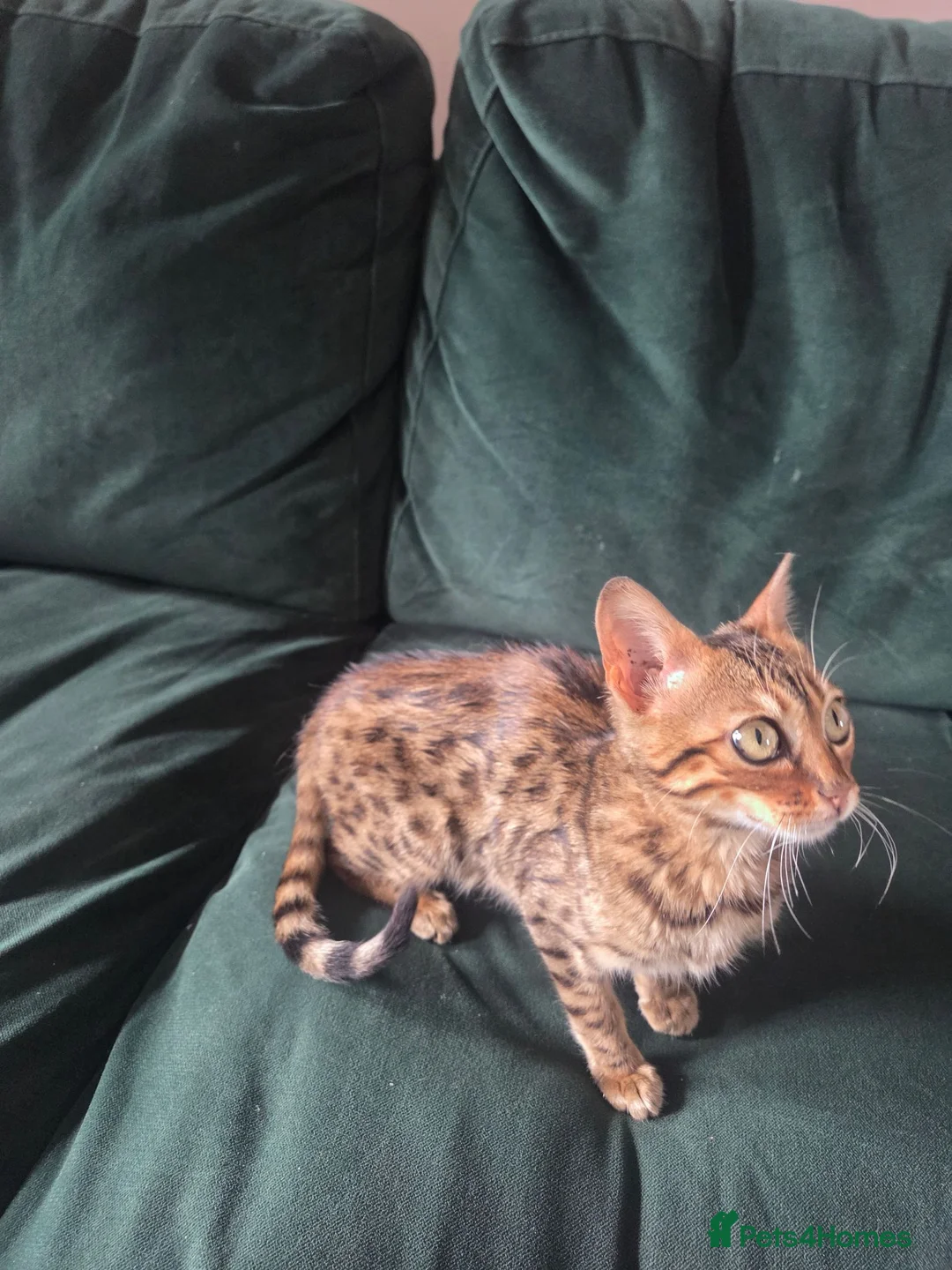 Bengal cats for sale: Female Bengal  - Advert 14