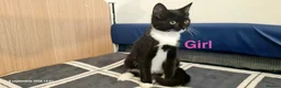 Mixed Breed cats for sale: Beautiful Mix Breed Kittens  in Harrow - Advert 3