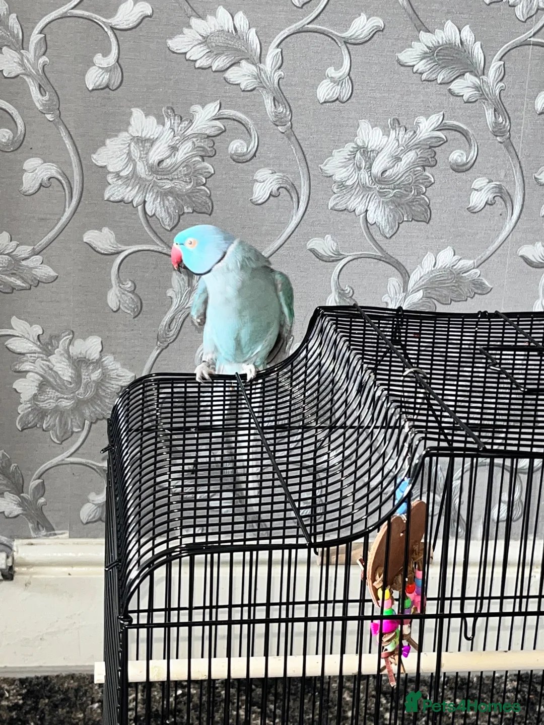 Ringnecks birds for sale: RARE BLUE INDIAN RINGNECK in Birmingham - Advert 2