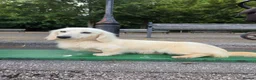 Miniature Dachshund dogs for sale: ⭐Long-Haired Miniature Dachshund Puppies⭐ - Advert 12
