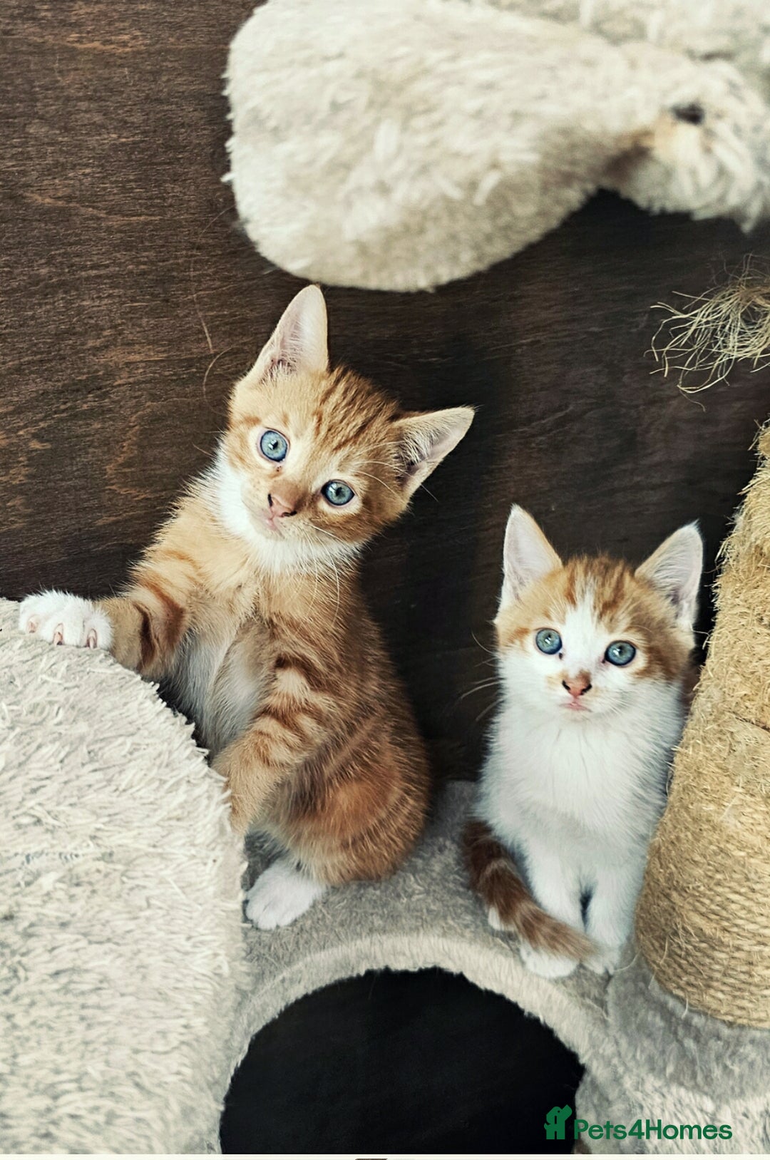 Mixed Breed cats for sale: 4 Ginger Kittens READY FOR A NEW HOME/WEST DRAYTO - Image 9