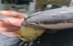 Cockatiels birds for sale: Hand feed couple  - Image 5