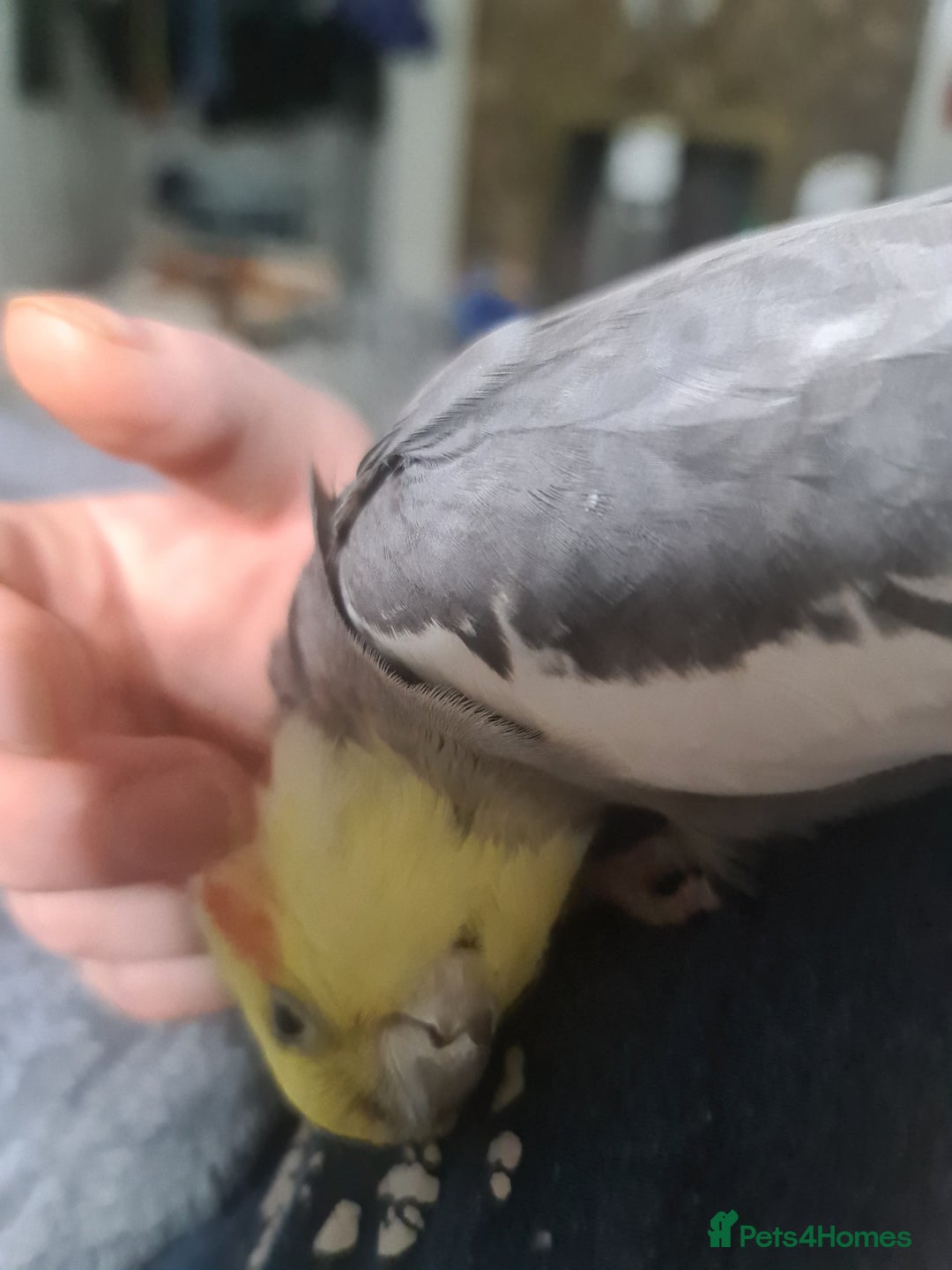 Cockatiels birds for sale: Hand feed couple  - Image 5