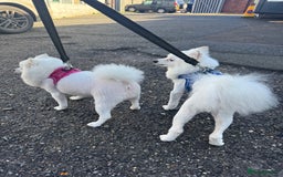 Pomeranian dogs for sale:  Rehoming Our Beloved Pomeranians - Image 7