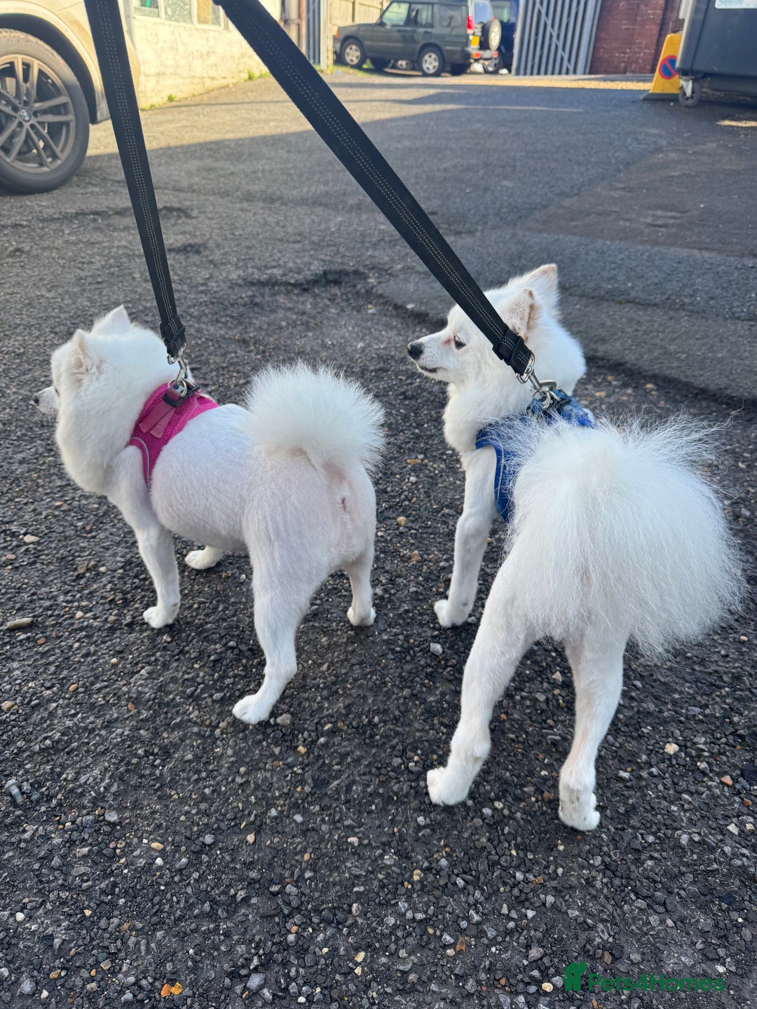 Pomeranian dogs for sale:  Rehoming Our Beloved Pomeranians - Image 7