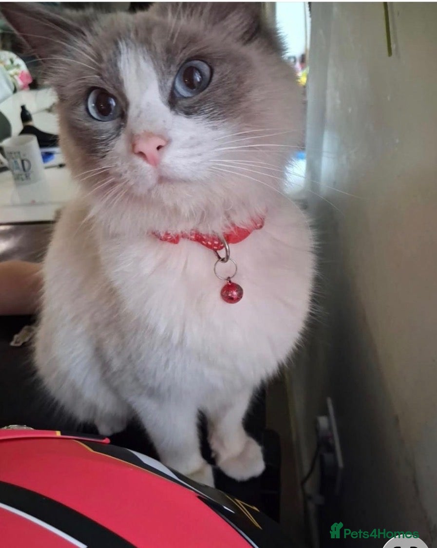 Mixed Breed cats Beautiful Ragdoll Cross Kittens - Advert 18