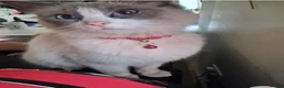 Mixed Breed cats for sale: Beautiful Ragdoll Cross Kittens in Crawley - Advert 1