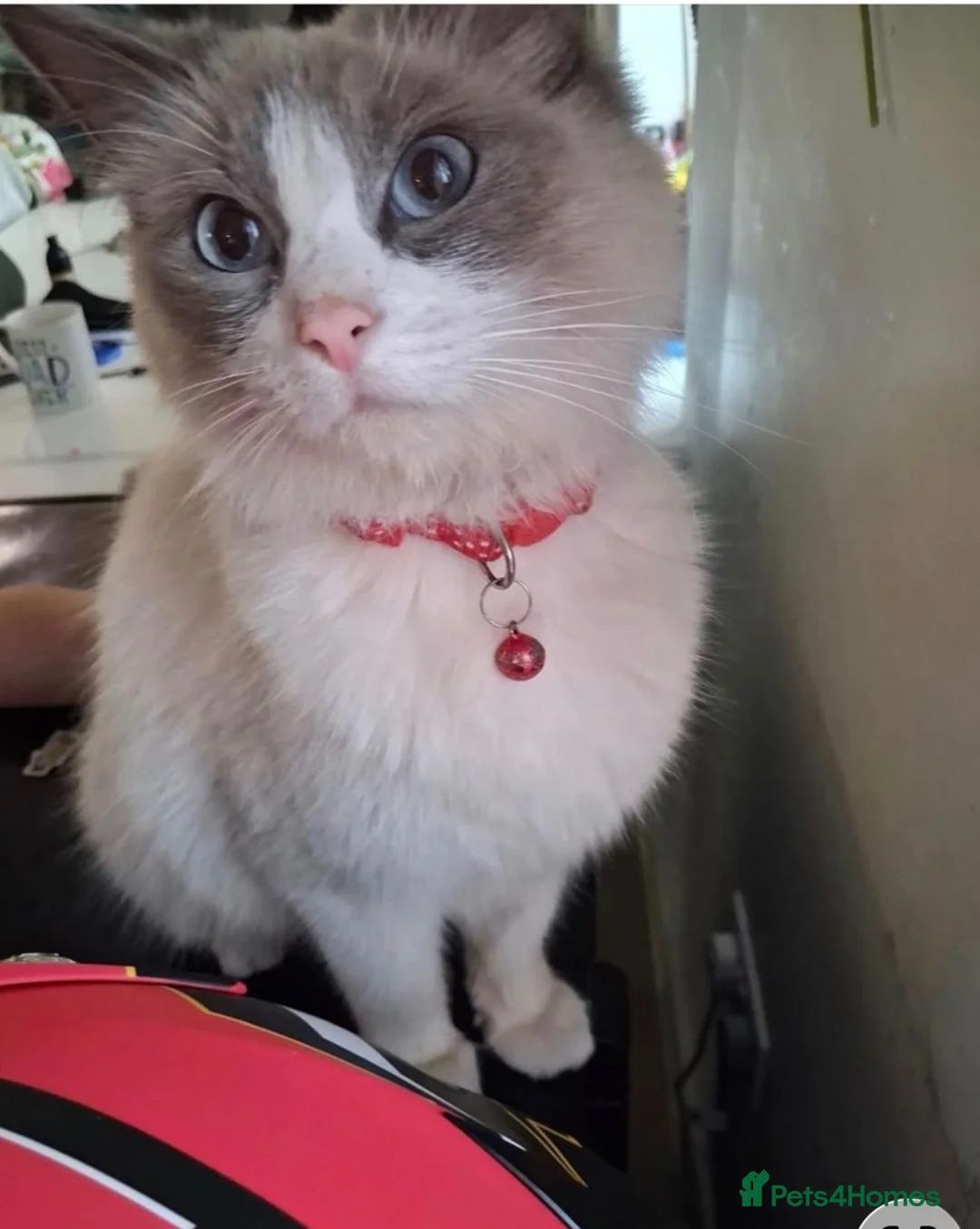 Mixed Breed cats for sale: Beautiful Ragdoll Cross Kittens in Crawley - Advert 1