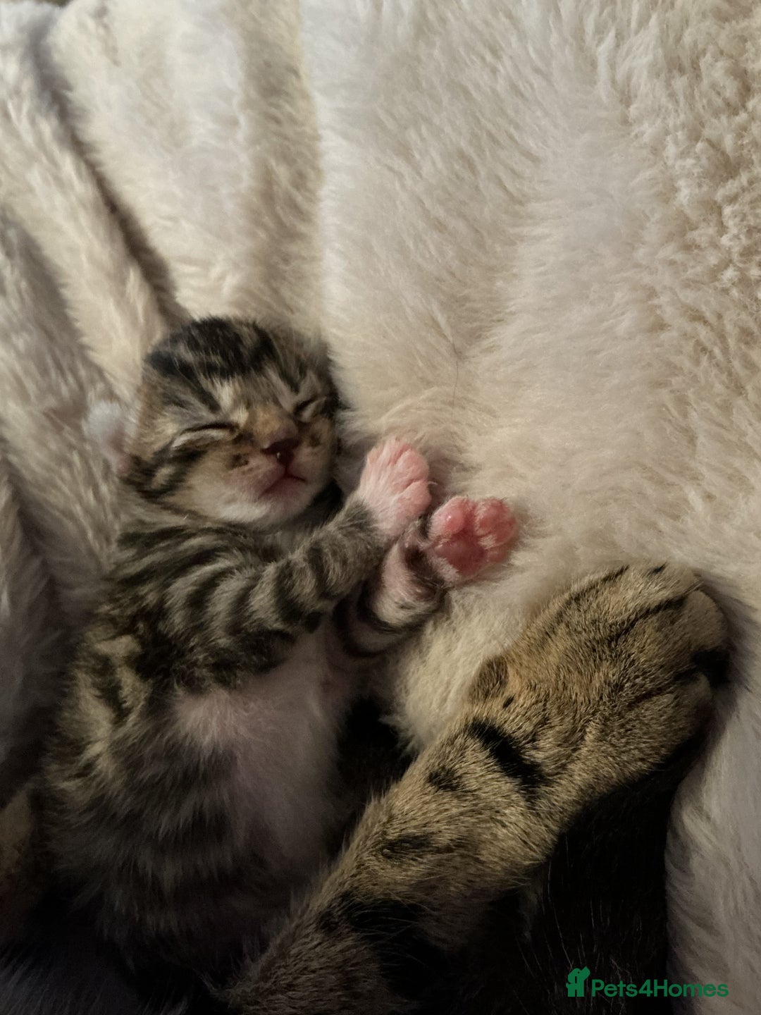 Mixed Breed cats for sale: Gorgeous tabby kittens - Advert 17