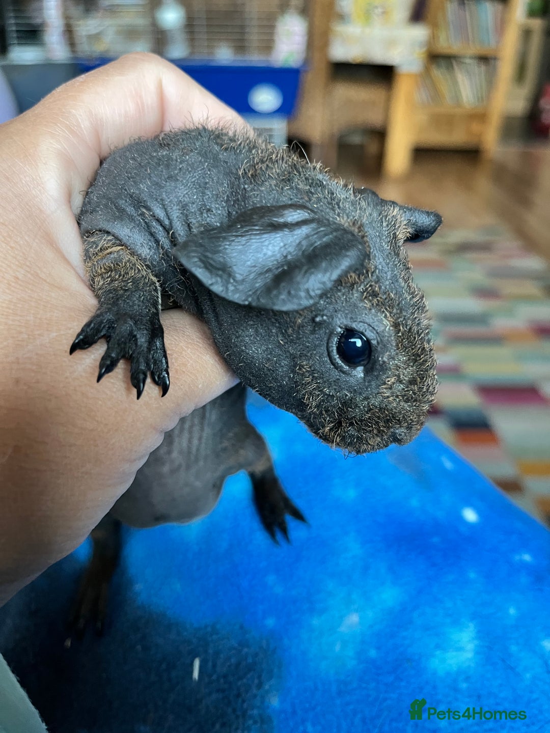 Guinea Pig rodents for sale: Lakeland Werewolf Skinny baby guinea pigs - Image 9