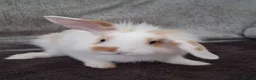 Lionhead rabbits for sale: Baby bunnies for sale - Advert 4