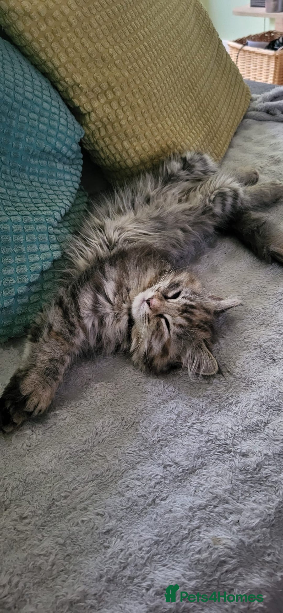 Siberian cats for sale: Beautiful Siberian kittens  - Image 15