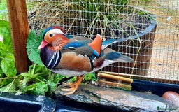Waterfowl poultry for sale: Waterfowl - Mandarin Duck and Whistling Ducks - Image 1