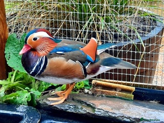 Waterfowl poultry - Advert 23