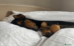 Mixed Breed dogs for sale: my name is chip  - Image 2