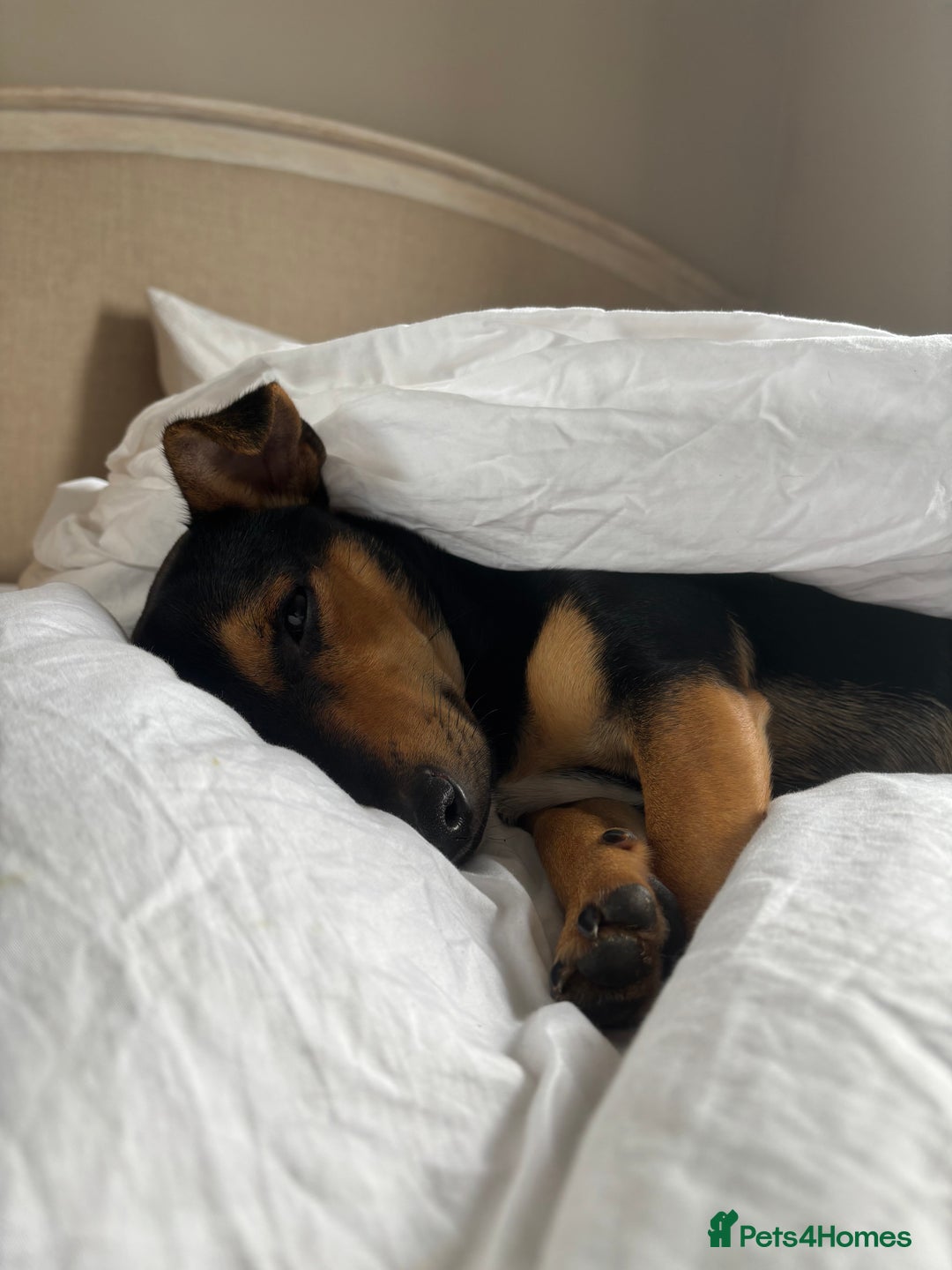 Mixed Breed dogs for sale: my name is chip  - Image 2