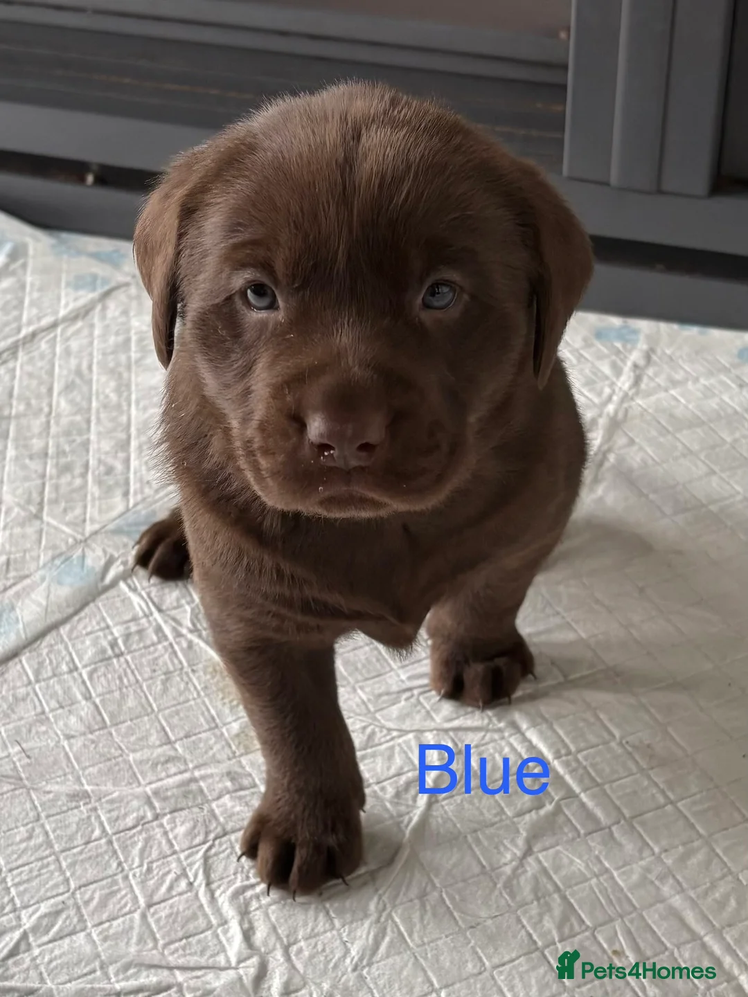 Labrador Retriever dogs for sale: Gorgeous KC, Charcoal, Chocolate and Black Labs - Advert 21