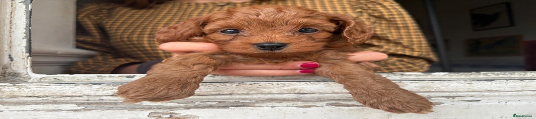 Cockapoo Puppy 2