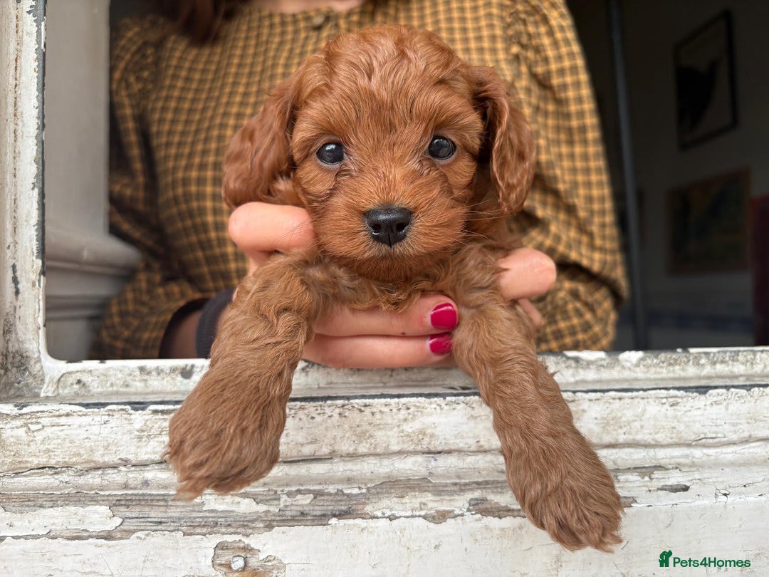 Cockapoo dogs for sale: Very unique Asian Toy Cockerpoos - Image 36
