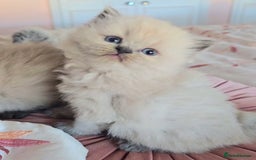 Himalayan cats for sale: Stunning Pedigree Colourpoint Persians - Image 7