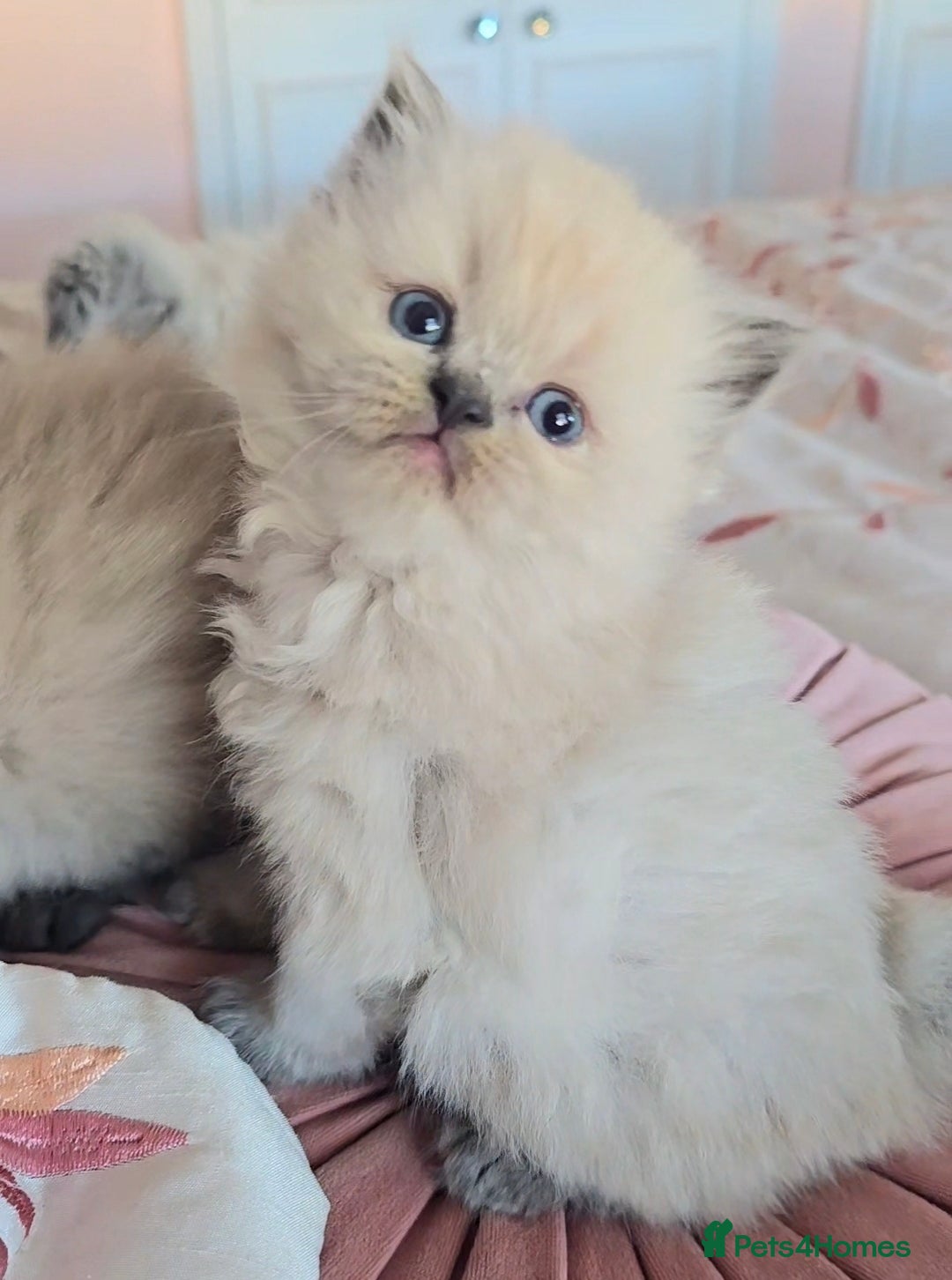 Himalayan cats for sale: Stunning Pedigree Colourpoint Persians - Image 7
