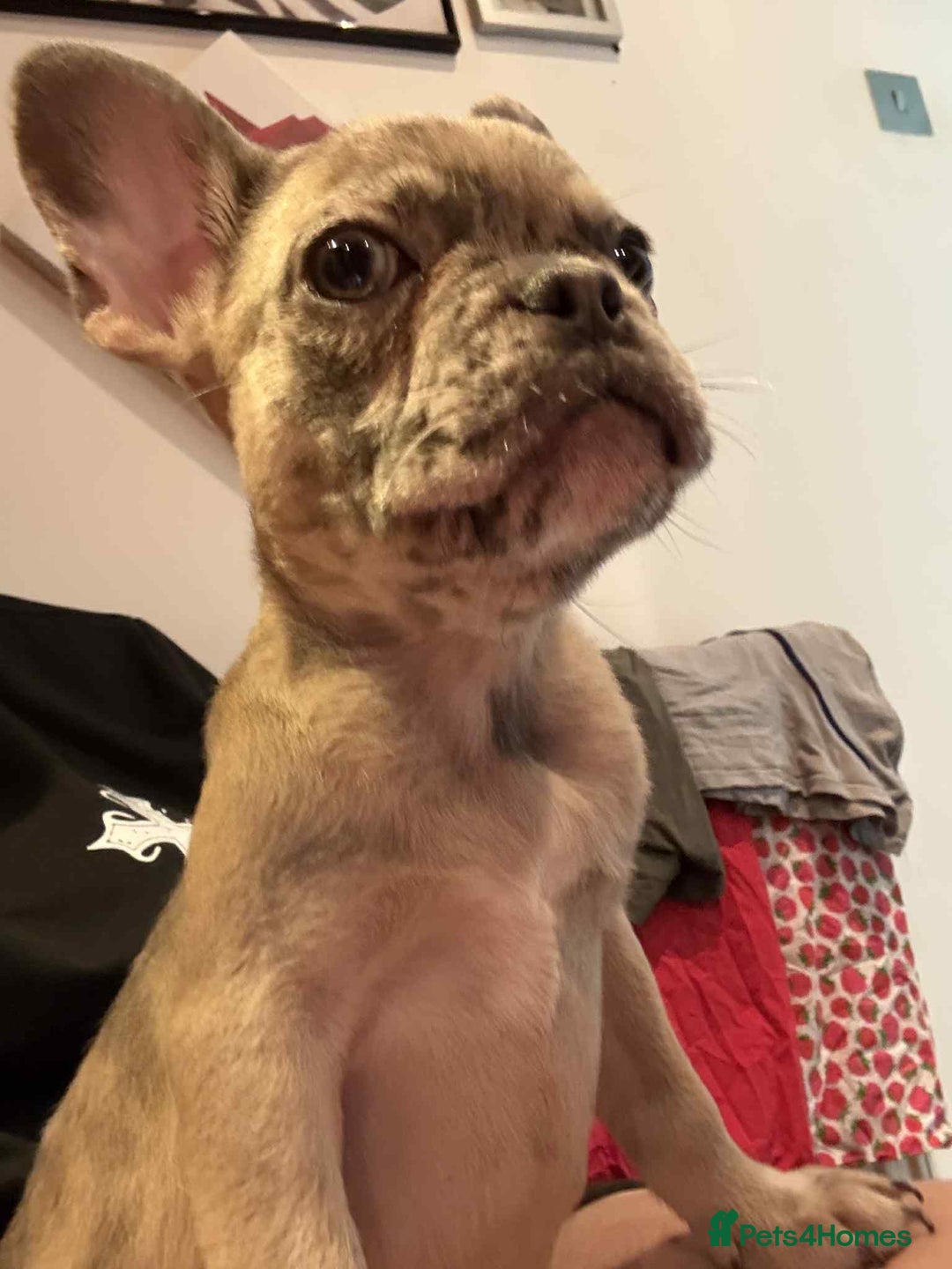 French Bulldog dogs for sale: Masha Puppy  - Image 3