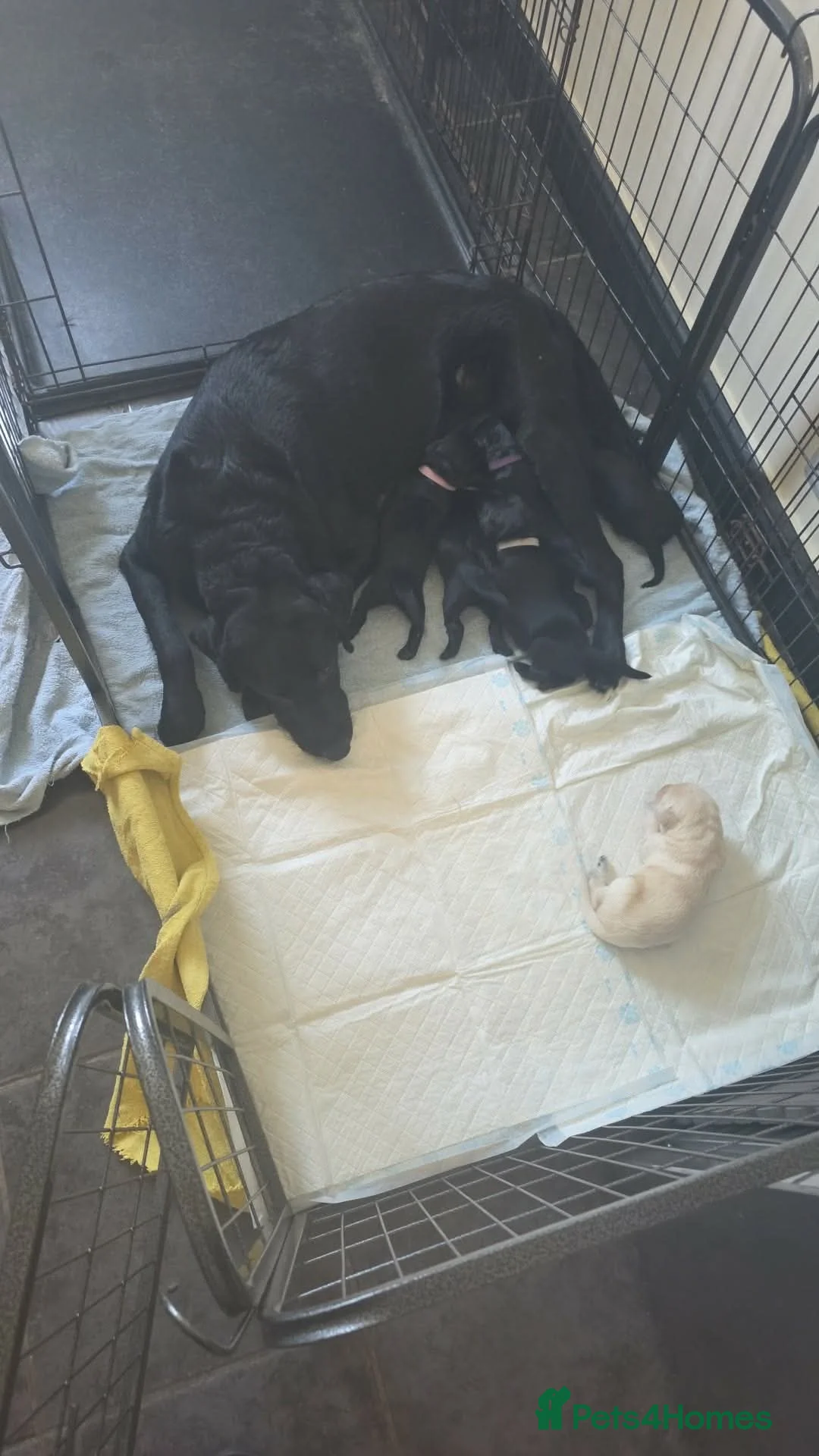 Labrador Retriever dogs for sale: Labrador puppies looking for their forever home in Spalding - Advert 5