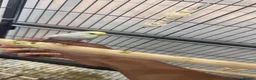 Budgerigars birds for sale: Hand tamed rainbow clearwing budgies  - Advert 4