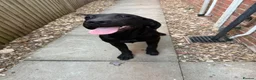Labrador Retriever dogs for sale: Pedigree black female Labrador  in Lincoln - Advert 3