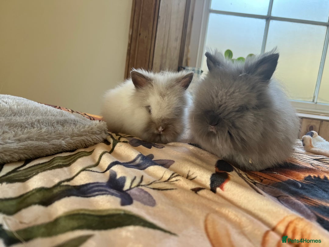 Lionhead rabbits for sale: Two beautiful lion head girls  - Advert 3