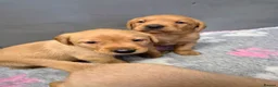 Labrador Retriever dogs for sale: KC Fox Red Labrador Puppies  - Advert 6