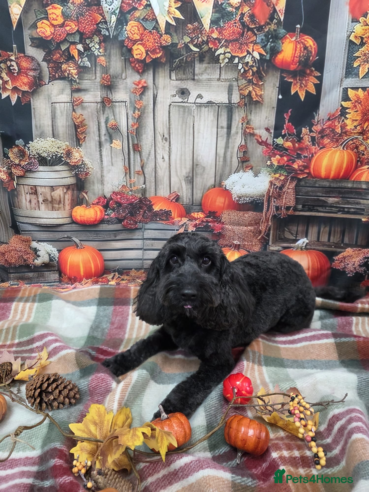 Cockapoo dogs 7 Miniature cockapoos  - Advert 1