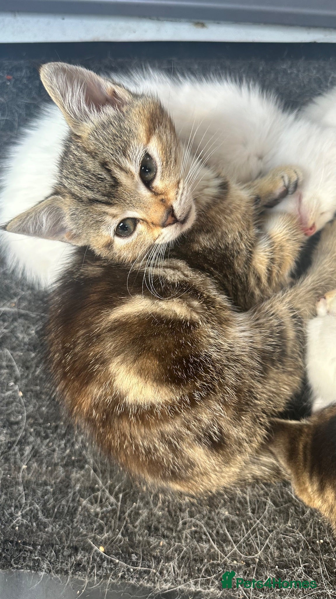 Mixed Breed cats Tabby & Tortoise Girl Kittens - Advert 1