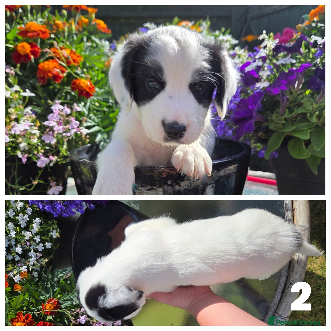 Sprollie dogs for sale: Sprollie puppies - Image 5
