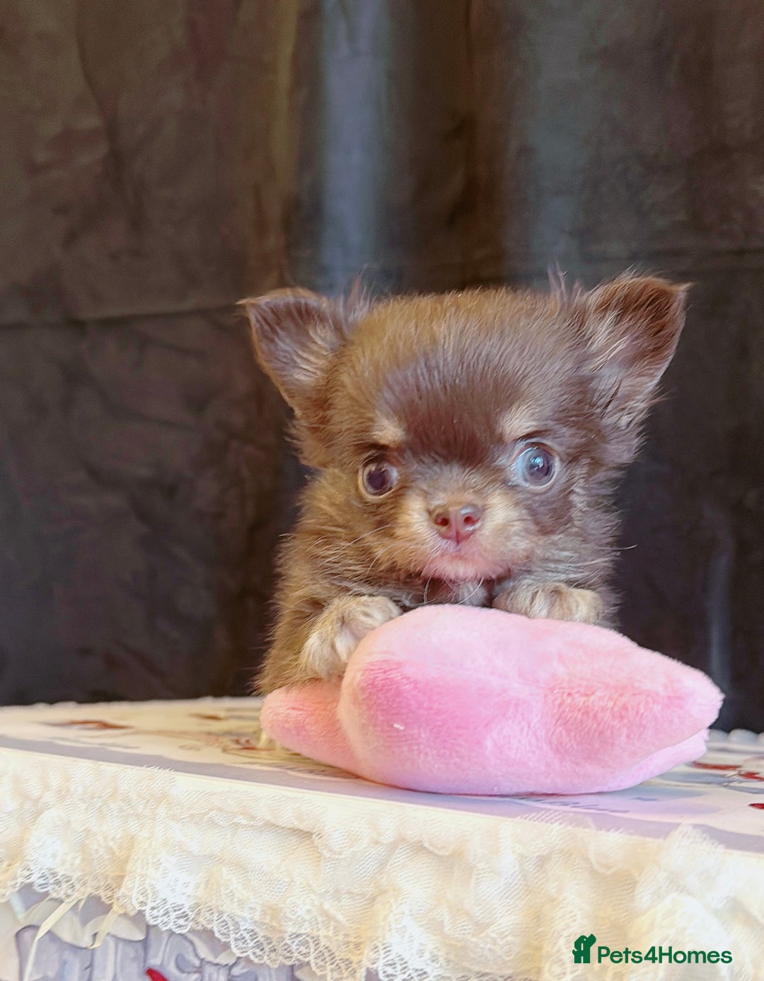 Chihuahua dogs for sale: Long haired chihuahuas - Advert 7