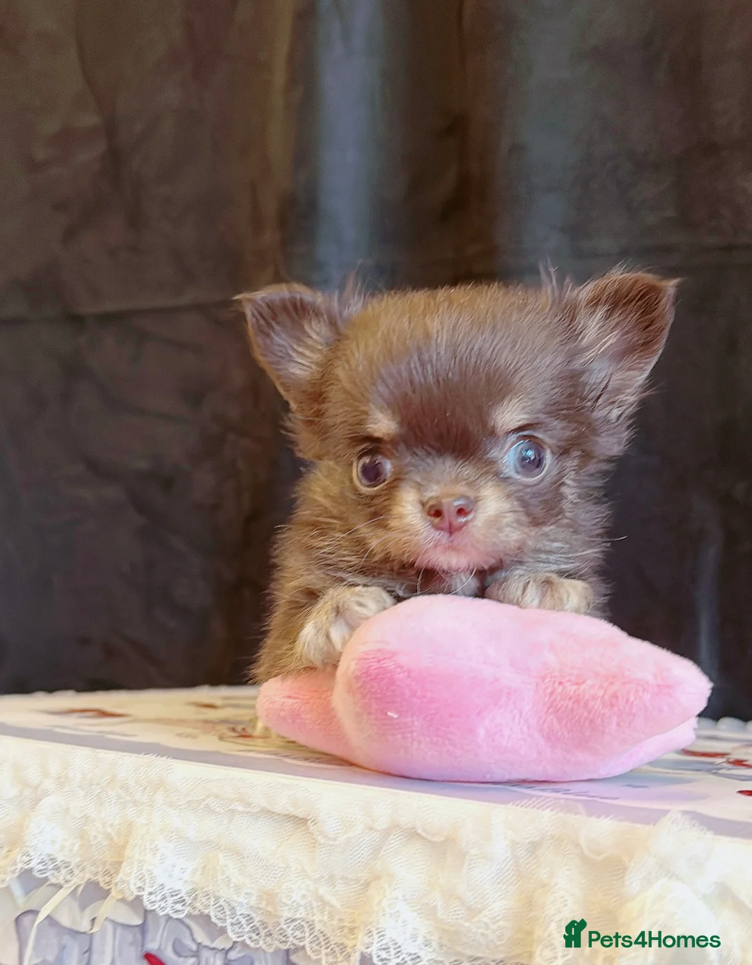 Chihuahua dogs for sale:  🩵only 1 boy available🩵 - Advert 8