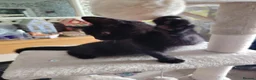 British Shorthair cats for sale: Beautifull kittens - Advert 15